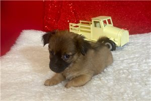 Kurtis - Chihuahua for sale