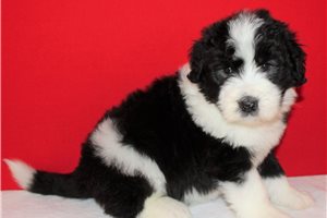 Murphy - Sheepadoodle for sale