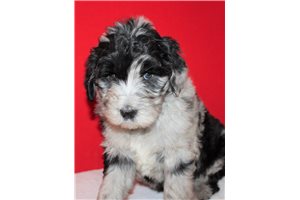 Molly - Sheepadoodle for sale
