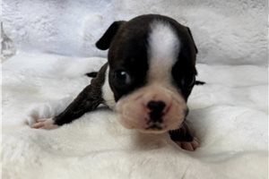 Freya - Boston Terrier for sale
