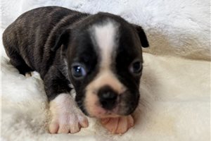 Felicia - puppy for sale