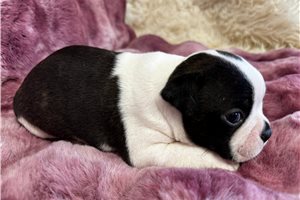 George - Boston Terrier for sale