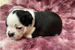 Gary - puppy for sale