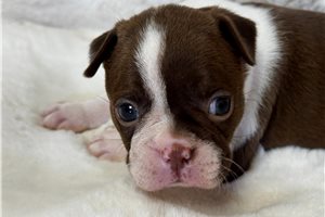 Fallon - puppy for sale