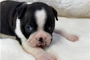 Ferdinand - Boston Terrier for sale
