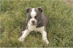 Alvin - Boston Terrier for sale