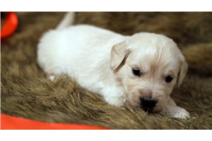 Taylor - puppy for sale
