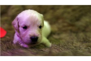 Teresa - puppy for sale