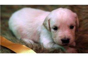 Tara - English Golden Retriever for sale
