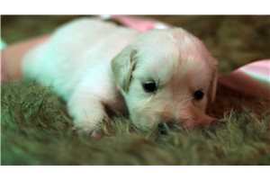 Tristan - puppy for sale