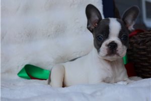 Caris - Frenchton for sale