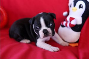Emilio - Frenchton for sale