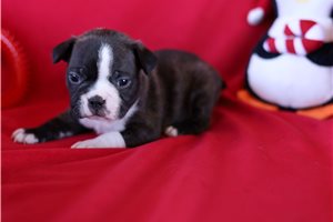 Elias - Frenchton for sale