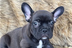 Edgar - Frenchton for sale