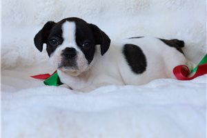 Carla - Frenchton for sale