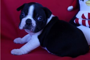 Eddie - Frenchton for sale