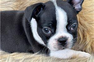 Emmaline - puppy for sale