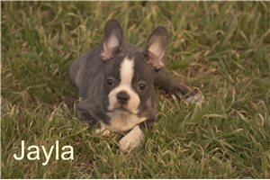 Jayla - Frenchton for sale