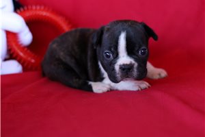 Ethan - Frenchton for sale