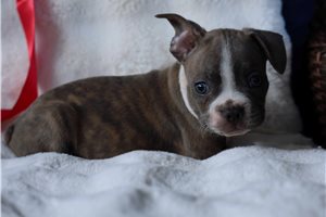 Chien - Frenchton for sale