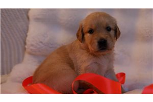 Candy - Golden Retriever for sale