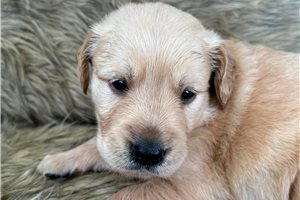 Jimmy - Golden Retriever for sale