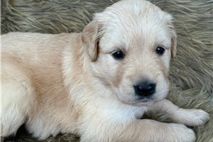 Julianna - puppy for sale