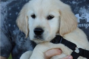 Dayton - Golden Retriever for sale