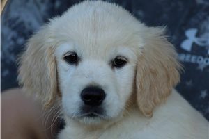 Diana - Golden Retriever for sale