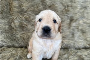 Joanna - puppy for sale