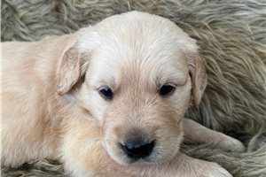 Jonas - puppy for sale