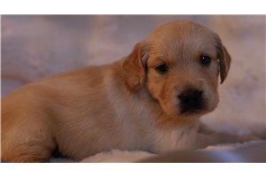 Walter - puppy for sale