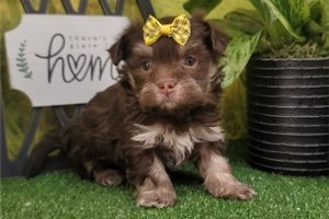North - Havanese for sale