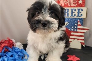 Liam - Havanese for sale