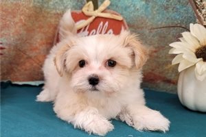 Kain - Havanese for sale