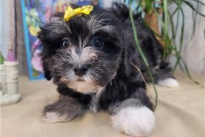 Gianna - Havanese for sale