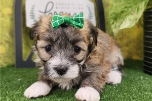Francis - Havanese for sale