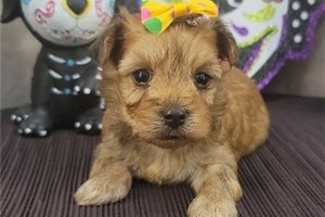 Shelly - Havanese for sale