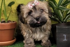 Iris - Havanese for sale
