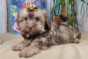 Ivy - Havanese for sale