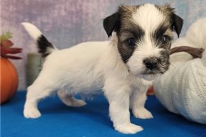Field - Havanese for sale