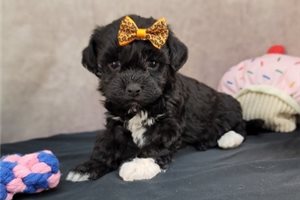 Dixie - Havapoo for sale