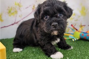 Brody - Havapoo for sale