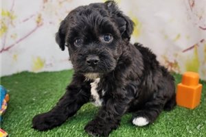 Brandon - Havapoo for sale
