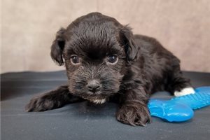 Duke - Havapoo for sale