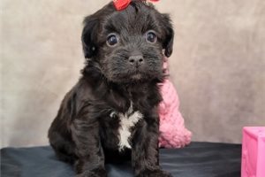Darcy - Havapoo for sale