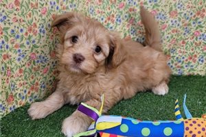 Landon - Havapoo for sale