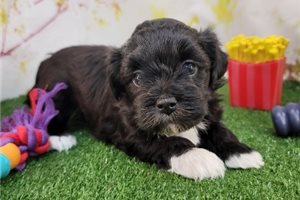 Blaze - Havapoo for sale