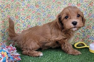 Lloyd - Havapoo for sale