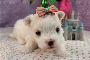 March - Maltese for sale